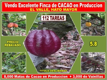 Ultima rebaja en finca de cacao en produccion 112 tareas en el valle d