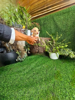 Oferta cachorro chihuahua macho en santo domingo y vacuna al dia