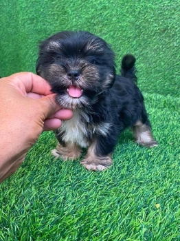 Oferta cachorro shipoo macho en santo domingo y vacuna al dia