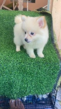 Oferta cachorro pomerania ambos sexo en santo domingo y vacunada