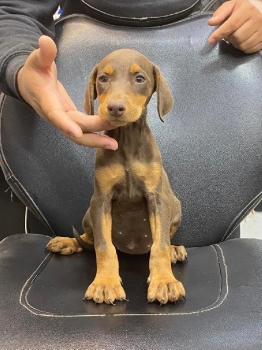 Doberman hembra
