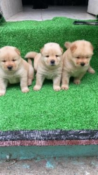 Chow chow ambos sexos