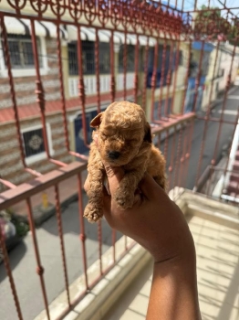 Poodle toy ambos sexos
