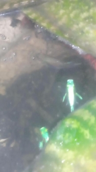 Peces guppies de colores