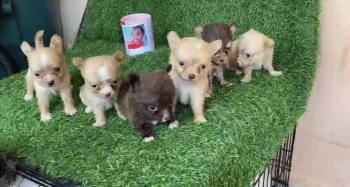 Chihuahua cabeza de manzana pelo largo