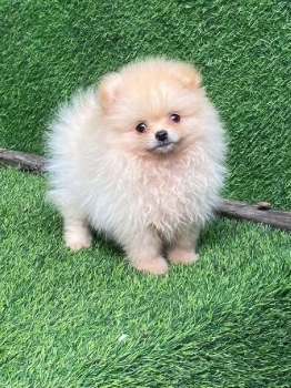Pomerania hembra y machos