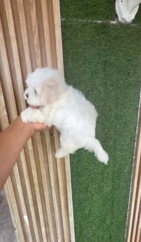 Oferta cachorro maltes macho en santo domingo y vacunados