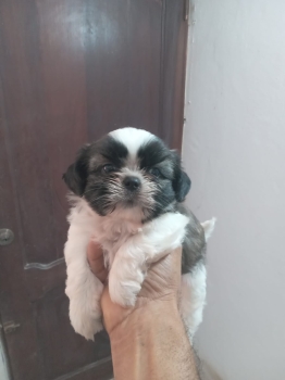 Oferta cachorro shih tzu macho en santo domingo y vacunados
