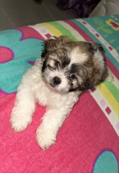 Oferta cachorro shipoo macho en santo domingo y vacuna al dia