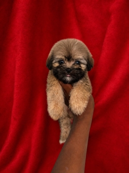 Oferta cachorro shipoo macho en santo domingo y vacuna al dia