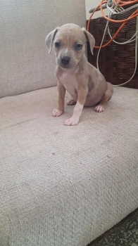 Oferta cachorro pitbull macho en santo domingo y vacuna al dia
