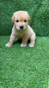 Oferta cachorro labrador retriever ambos sexo ubicados en santo doming