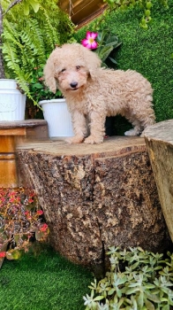 Oferta cachorro poodle caniche toy macho  en santo domingo con todo al