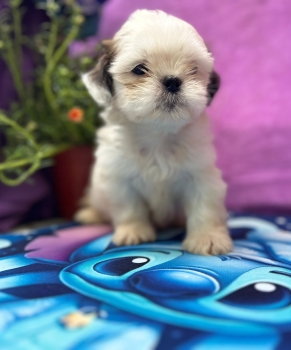 Oferta cachorro shih tzu macho en santo domingo y vacunados