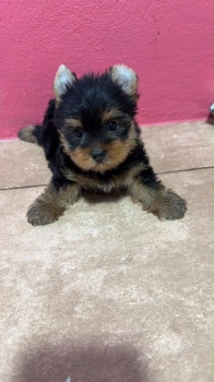 Yorkie  hembra