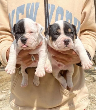 Pitbully ambos sexos
