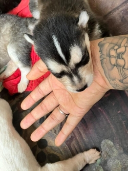 Husky siberiano de padres wooly