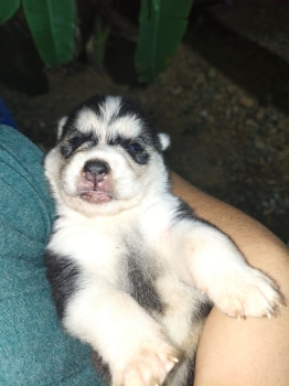 Husky siberiano de padres wooly