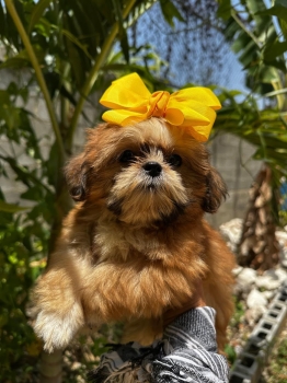 Oferta cachorro shih tzu hembra  en santo domingo y vacunados
