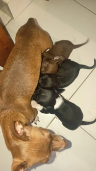 Oferta cachorro chihuahua  ambos sexo en santo domingo y vacuna al dia