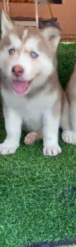 Oferta cachorro husky hembra en santo domingo y vacuna al dia