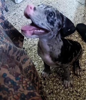 Pitbull merle 3 meses en santo domingo norte