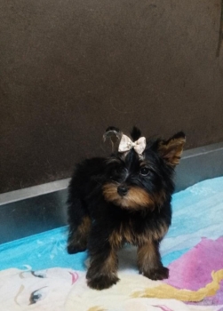 Oferta cachorro yorkie hembra en santo domingo y vacuna al dia