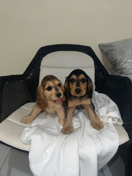 Oferta cachorro cocker spaniel ambos sexo  en santo domingo y vacuna a