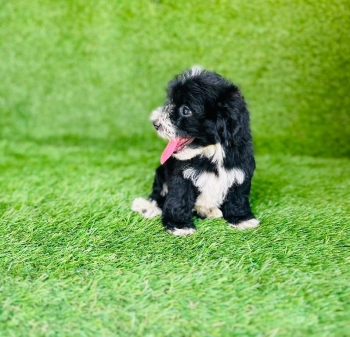 Oferta cachorro shipoo hembra en santo domingo y vacuna al dia