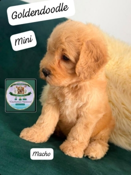 Goldendoodle mini