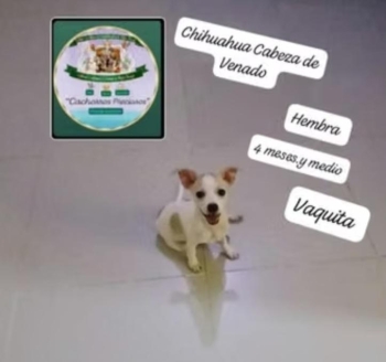 Chihuahua 2 cabeza de venado