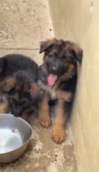 Oferta cachorro pastor aleman macho pedigri  en santiago y vacuna al d