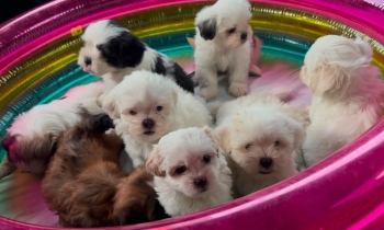 Oferta cachorro shih tzu hembra en santo domingo y vacunados