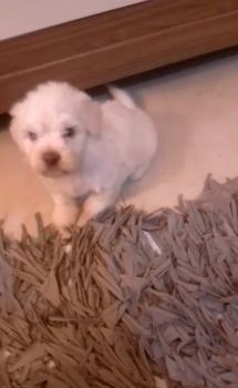 Oferta cachorro maltipoo macho  en santo domingo y vacuna al dia