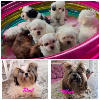 Oferta cachorro shih tzu hembras