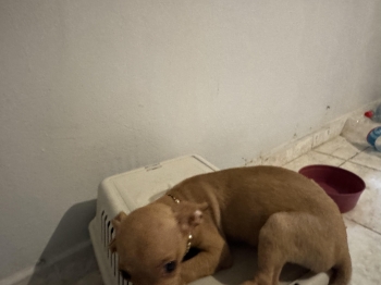 Chihuahua número 1 4 meses