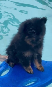 Oferta cachorro pomerania ambos en santo domingo y vacunada