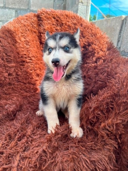 Oferta cachorro husky ambos sexo en santo domingo y vacuna al dia