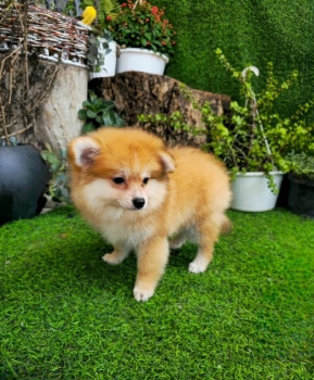 Oferta cachorro pomerania macho en santo domingo y vacunada