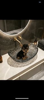 Yorki terrier miniatura