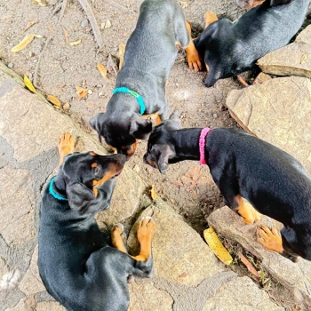 Oferta cachorro doberman hembra ubicado en san cristobal  y tiene su v