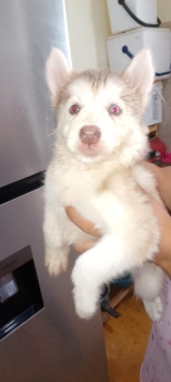 Oferta cachorro husky hembra en santo domingo y vacuna al dia