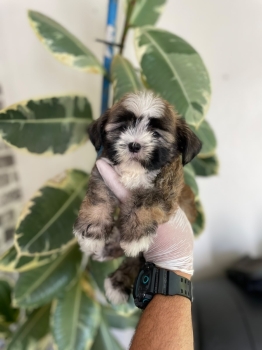 Oferta cachorro shipoo ambos sexo en santo domingo y vacuna al dia