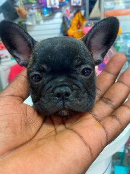 Oferta cachorro bulldog frances hembra en santo domingo y vacuna al di