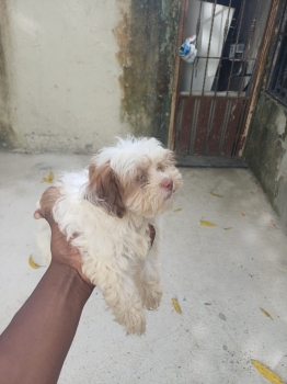Oferta cachorro shipoo hembra en santo domingo y vacuna al dia