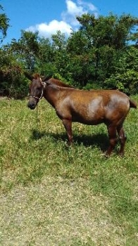 Mulo en venta ubicado en villa tapia