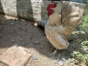 Pollos kikirikis serama puros