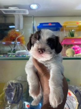 Maltipoo chocolate ambos sexos