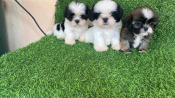 Oferta cachorro shih tzu hembra en santo domingo y vacunados