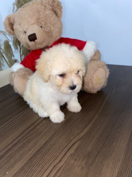 Oferta cachorro maltipoo ambos sexo en santo domingo y vacuna al dia